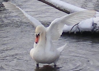 Snowy February 2009, River Thames Windsor,swan