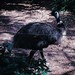 Old Photo Blowout: Emo Emu?