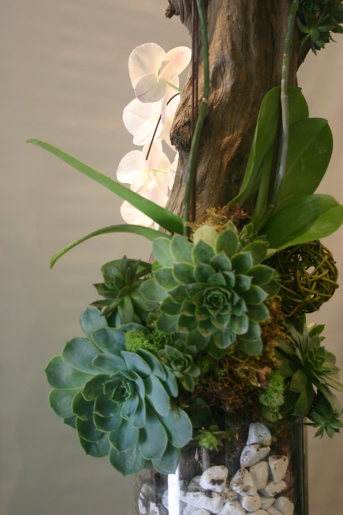 Orchid with succulents and driftwood 045
