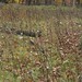 Field of dead milkweed seed pods