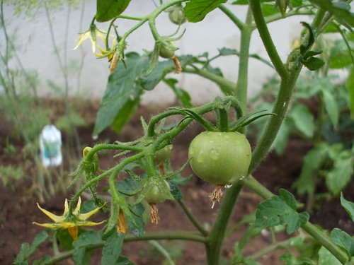 our first tomato!