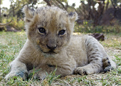Cute cub