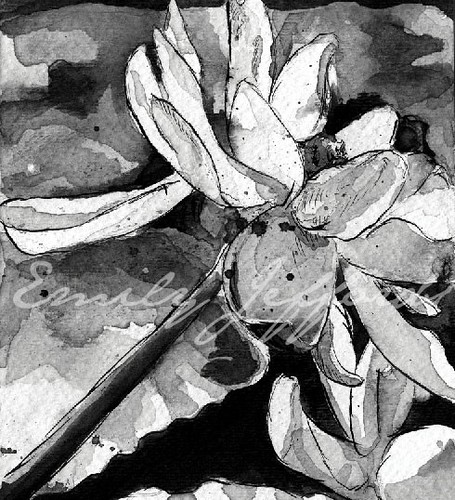 waterflower III drawing Emily Jeffords