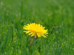 yellow and green - a flower in grass