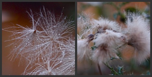 Thistle collage