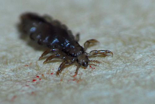 Katu Insect -
