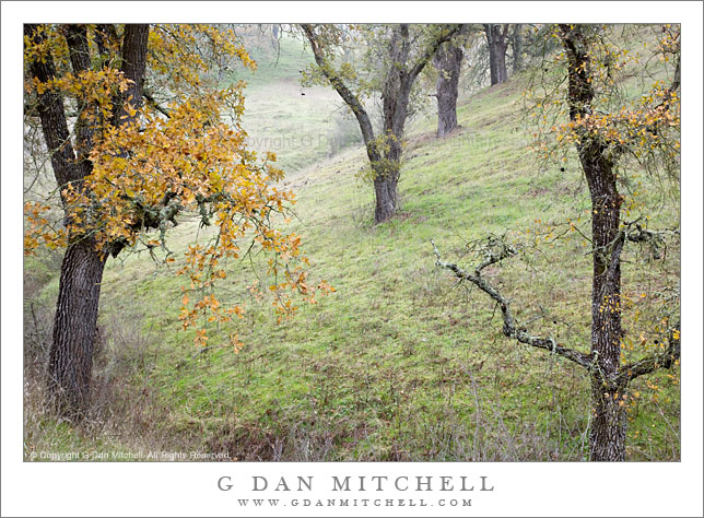 New Years Day 2009: Oak Trees and New Grass, Winter