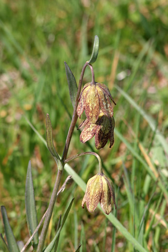 Fritillaria affinis