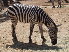 Fasano zoo: zebra • <a style="font-size:0.8em;" href="https://www.flickr.com/photos/21727040@N00/2779793356/" target="_blank">View on Flickr</a>