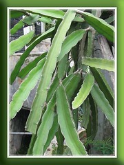 Hylocereus undatus (Red Pitaya, Dragonfruit, Strawberry Pear) - the plant's stems