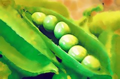peas in a pod - photo art