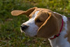 Bunia Beagle by gmeger, on Flickr
