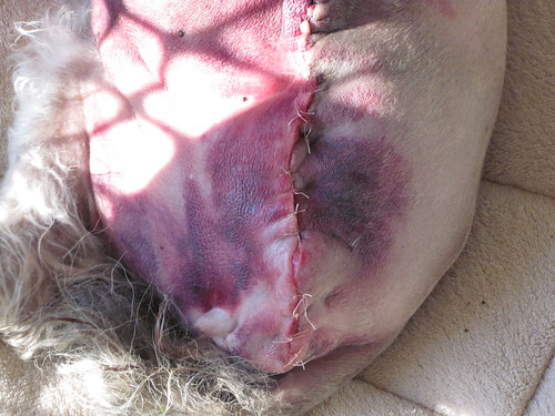 close up incision june 24