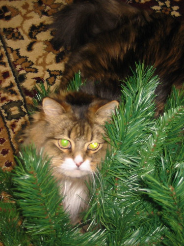 Kitty and the Christmas tree