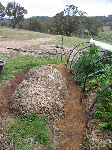 trench-path beds