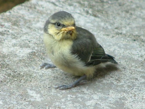 Grumpy Chick
