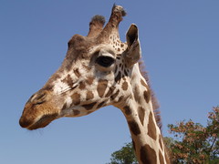 Fasano zoo: giraffa • <a style="font-size:0.8em;" href="https://www.flickr.com/photos/21727040@N00/2779770934/" target="_blank">View on Flickr</a>