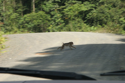 Monkey crossing the road