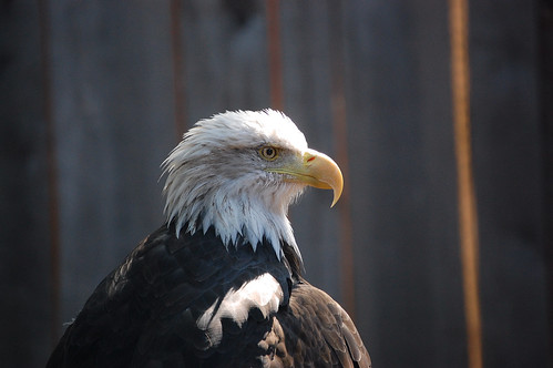 American Bald Eagle - National Aviary - Pittsburgh