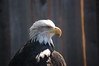 American Bald Eagle – Photographic Fridays # 13