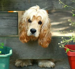 Charlie