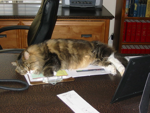 Paperweight Kitty