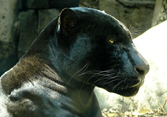 The panther