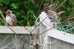 sparrows 1