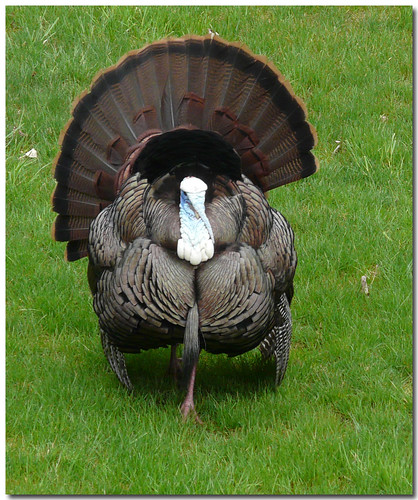 ~Yes! Another Turkey!