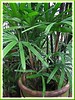 Rhapis excelsa (Lady Palm, Broadleaf Lady Palm, Bamboo Palm)