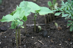 bean seedlings