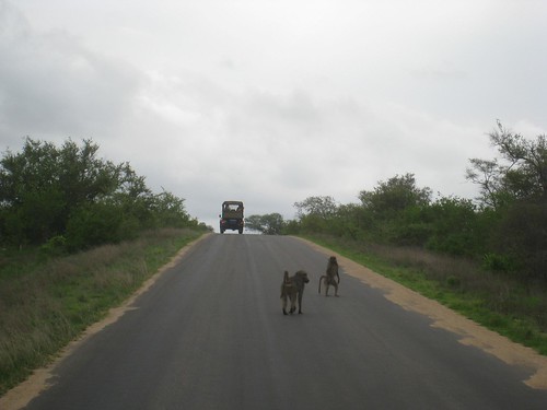 Baboons crossing the road