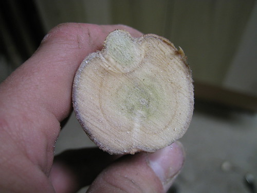 paperbark limb cross section with apple-like appearance