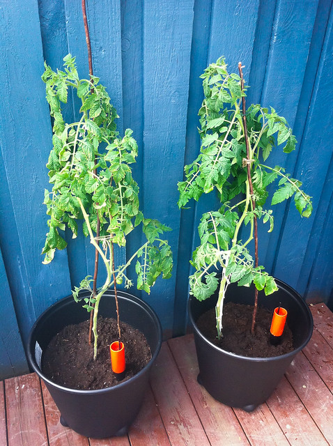Tomatplantene