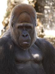 Fasano zoo: gorilla • <a style="font-size:0.8em;" href="https://www.flickr.com/photos/21727040@N00/2779028835/" target="_blank">View on Flickr</a>