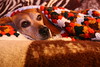 Couch Beagle by Martin Cathrae, on Flickr