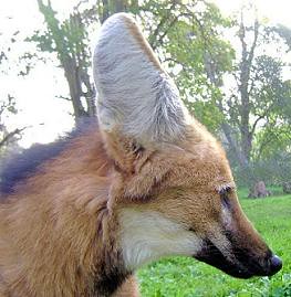 Maned Wolf (Chrysocyon brachyurus) ........ AGUARÁ GUAZÚ ~ lobo-guará  # Original= (2094 x 2149)