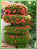 Ixora coccinea 'Dwarf Red' (Jungle Flame/Geranium, Flame of the Woods, Needle Flower)