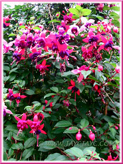 Stunning Fuchsia 'Mrs Popple' in shocking pink and dark purple, growing at the Cactus Valley in Cameron Highlands, Malaysia