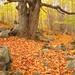 Fall colors along the nature walk