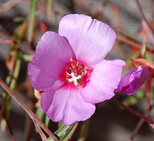 Flickriver: Photoset 'Clarkia rubicunda - Ruby Chalice Clarkias' by ...
