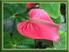 Anthurium andraeanum (Flamingo Flower/Lily, Tail Flower, Lacquer Anthurium, Oilcloth Flower, Painter’s Palette)
