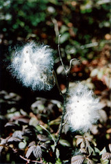 Anglų lietuvių žodynas. Žodis milkweed reiškia <li>milkweed</li> lietuviškai.