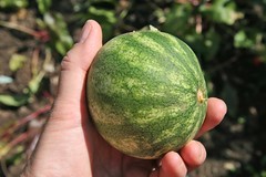 mini watermelon