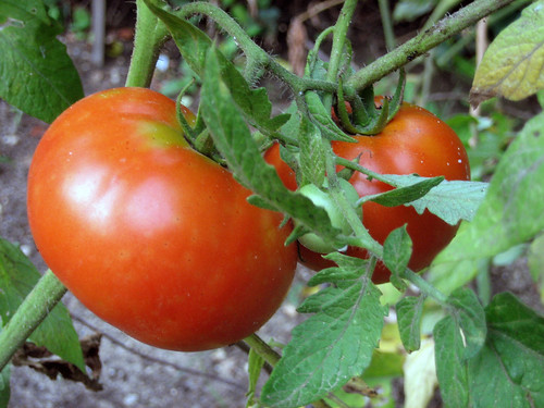 Fruits That Look Like a Tomato | Hunker