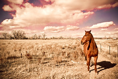 Horse in the Pasture