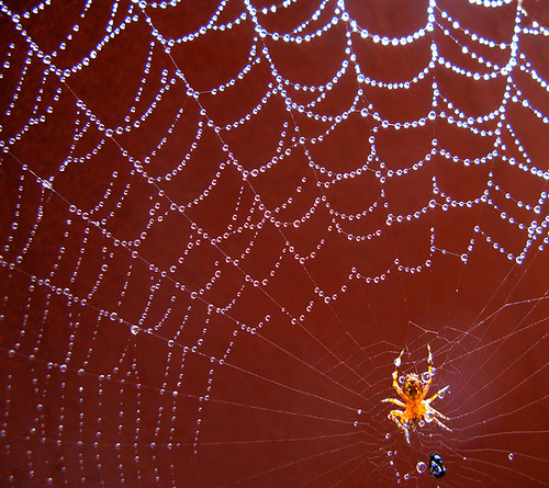 Jeweled spider web