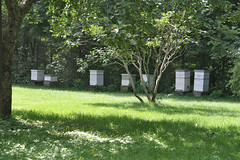 bee boxes