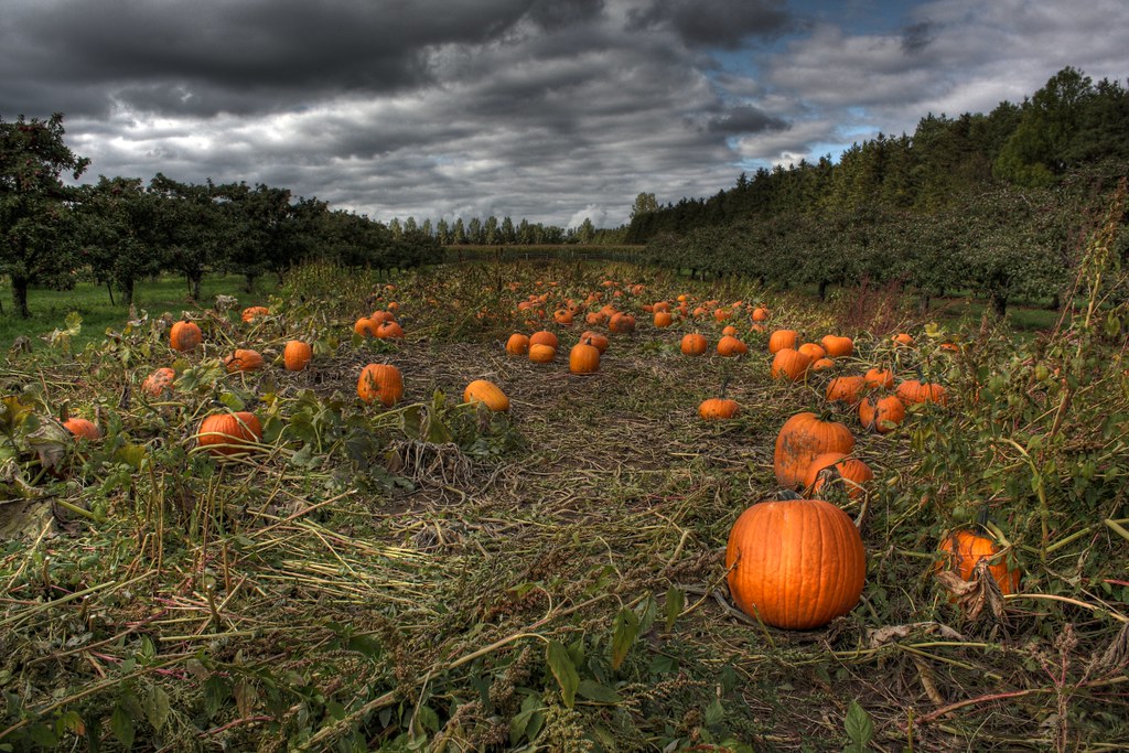 Photo Essay: Incredible Pictures of Pumpkin Patches