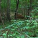 Blurry white tailed deer